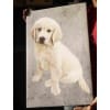 personalized dog canvas photo frame 2